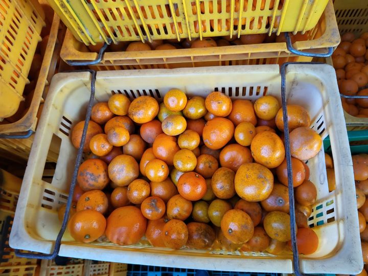 [서귀포=뉴시스] '못난이귤' 등 문구로 홍보해 온라인 판매된 비상품 감귤. (사진=서귀포시 제공) 2025.12.18. photo@newsis.com *재판매 및 DB 금지