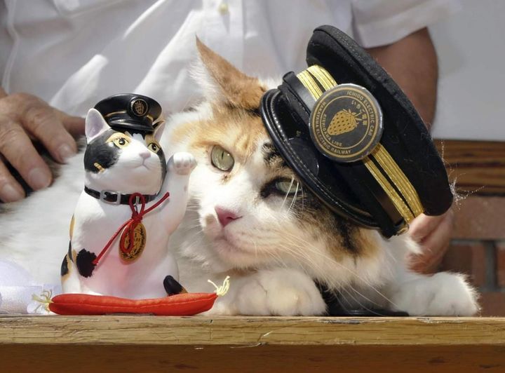 [뉴시스] 일본 와카야마현 전기철도 기시가와선 기시역에서 '마스코트' 역할을 했던 고양이 역장 '니타마'의 모습. (사진 = 재팬뉴스 캡처) 2025.12.18. *재판매 및 DB 금지