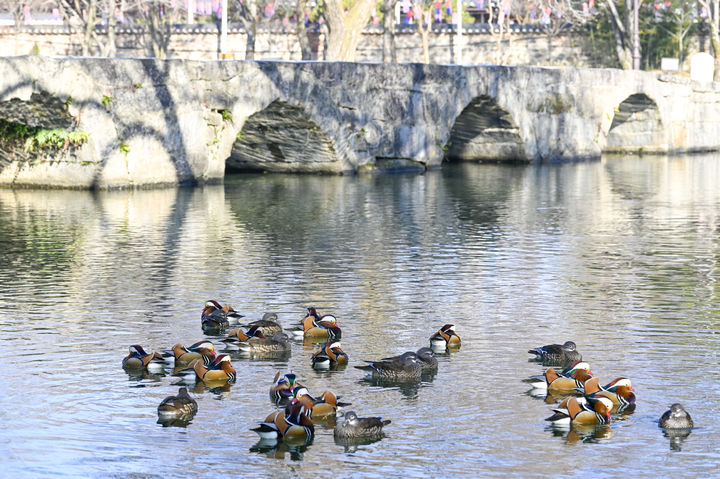 [남원=뉴시스] 남원 광한루원 연못에 원앙들이 노닐고 있다. *재판매 및 DB 금지