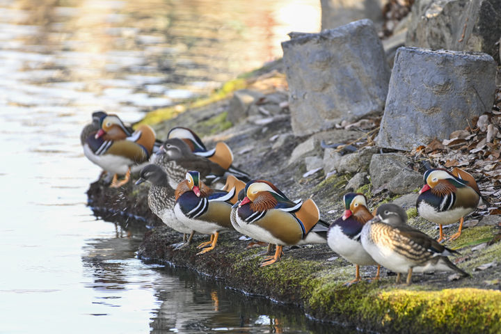 [남원=뉴시스] 남원 광한루원 연못가의 원앙들. *재판매 및 DB 금지