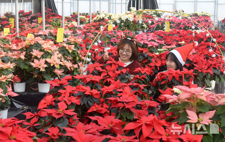 [완주=뉴시스] 김얼 기자 = 전북 완주군 농촌진흥청 국립식량과학원 온실에서 농촌진흥청 연구원들이 크리스마스 꽃인 포인세티아를 살펴보고 있다. 2025.12.18. pmkeul@newsis.com