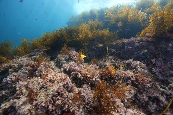 [통영=뉴시스] 신정철 기자= 경남 통영시는 18일, 욕지도 도동 해역이 해양수산부 지원의 '2026년 바다숲 조성사업' 대상지에 선정돼 오는 2029년까지 건강한 해양 생태계를 복원하게 된다고 밝혔다. 사진은 해양 생태계가 잘 보존된 통영시 욕지면 국도 연안 수심 0~5ｍ 모습.(사진=통영시 제공).2025.12.18. photo@newsis.com *재판매 및 DB 금지
