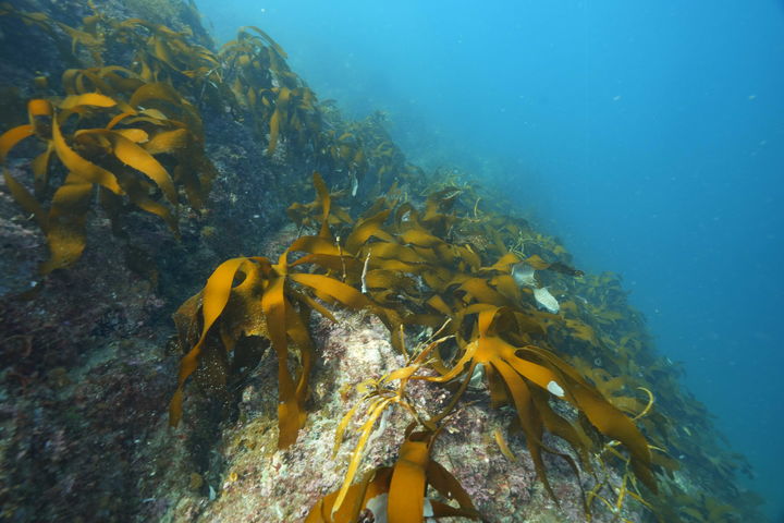 [통영=뉴시스] 신정철 기자= 경남 통영시는 18일, 욕지도 도동 해역이 해양수산부 지원의 '2026년 바다숲 조성사업' 대상지에 선정돼 오는 2029년까지 건강한 해양 생태계를 복원하게 된다고 밝혔다. 사진은 해양 생태계가 잘 보존된 통영시 욕지면 국도 연안 수심 5~10ｍ 모습.(사진=통영시 제공).2025.12.18. photo@newsis.com *재판매 및 DB 금지