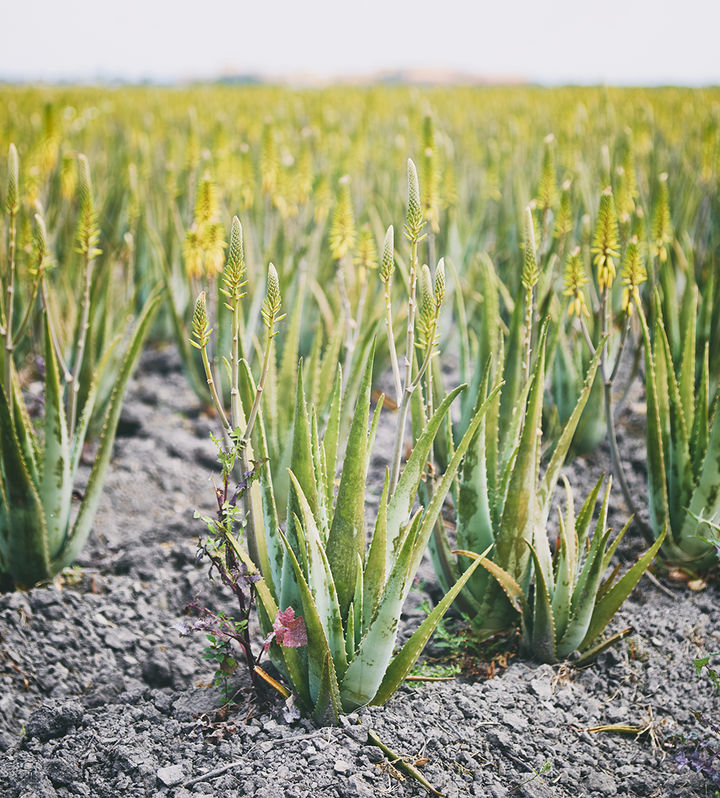 유니베라 멕시코 탐피코 알로에 농장.(사진=유니베라 제공) *재판매 및 DB 금지