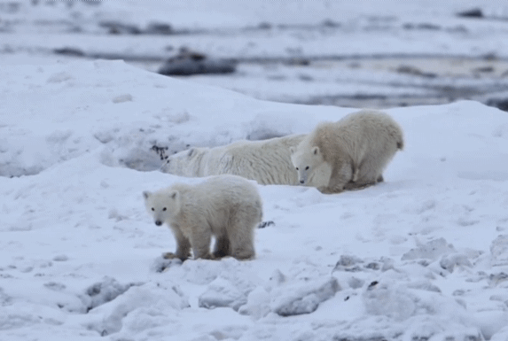 [서울=뉴시스] 캐나다 매니토바주 처칠 지역에서 한 마리의 어미 곰과 두 마리의 새끼 곰이 발견됐다. 이 중 한 마리는 어미 잃은 새끼 곰으로 입양된 것으로 추정된다.(사진출처: UPI 영상 캡처)2025.12.19 *재판매 및 DB 금지