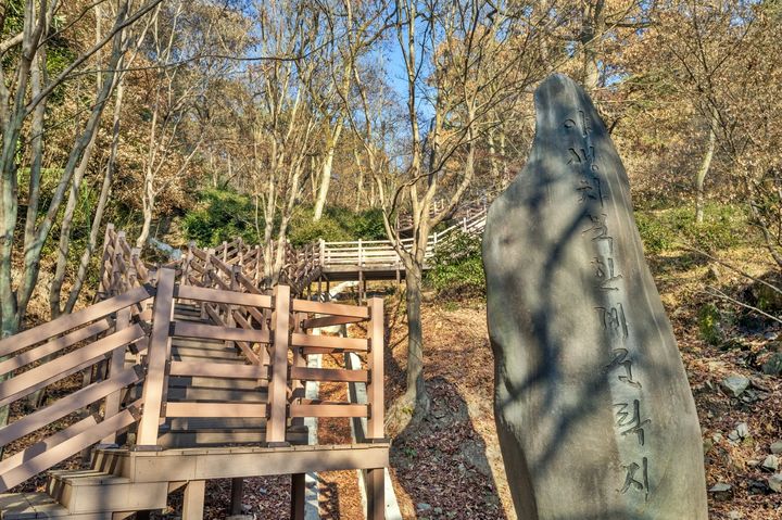 [익산=뉴시스] 전북 익산 함라산 야생차 군락지. (사진=익산시 제공) 2025.12.19. photo@newsis.com *재판매 및 DB 금지