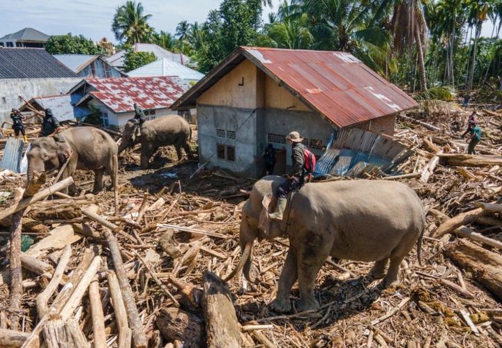 [뉴시스] 홍수 피해 현장에서 잔해 제거 작업 중인 코끼리들. (사진='SCMP' 캡처) *재판매 및 DB금지 *재판매 및 DB 금지