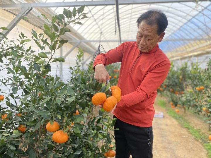 청주서 레드향 첫 출하…아열대작물 소득화사업 성과