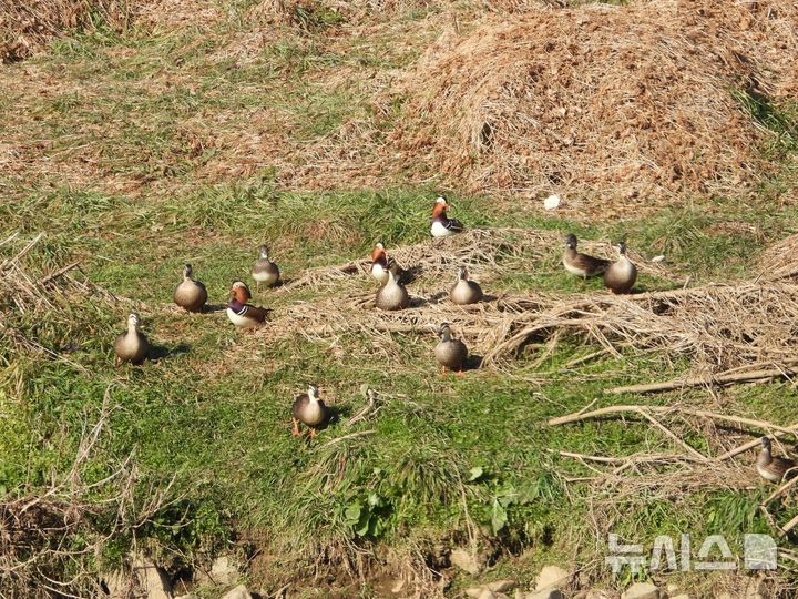 [안양=뉴시스] 안양천 둔치에서 먹이활동 하는 원앙과 흰뺨검둥오리. (사진=안양시 제공) 2025.12.20. photo@newsis.com