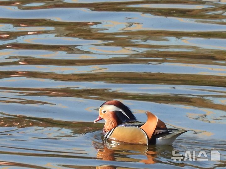 [안양=뉴시스] 월동을 위해 날아온 안양천을 찾은 원앙이 물 위를 거닐고 있다. (사진=안양시 제공) 2025.12.20. photo@newsis.com