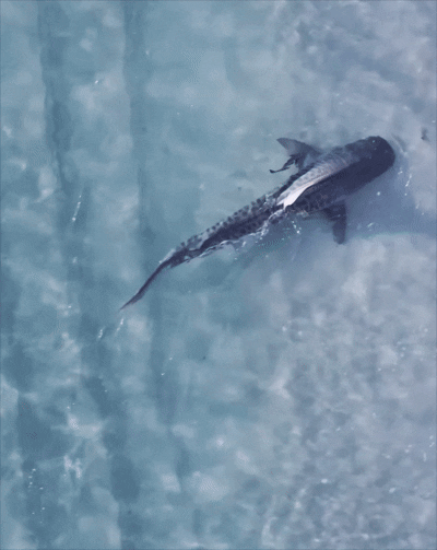 [뉴시스]호주 해변에서 뱀상어와 개가 마주쳤다. (영상 = @seenbylexo 인스타그램 갈무리) *재판매 및 DB 금지