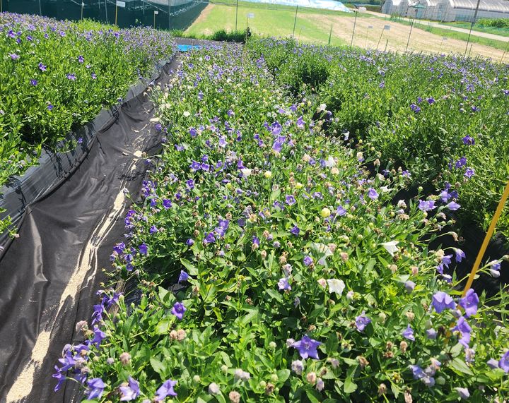 [세종=뉴시스] 농촌진흥청은 약용작물 육종에 활용되는 반수체 식물을 배가 반수체(DH·Doubled Haploid)로 전환하는 데 국내 최초로 성공했다고 21일 밝혔다. 사진은 배가반수체를 활용해 육성한 도라지 계통. (사진=농진청 제공) 2025.12.20. photo@newsis.com *재판매 및 DB 금지