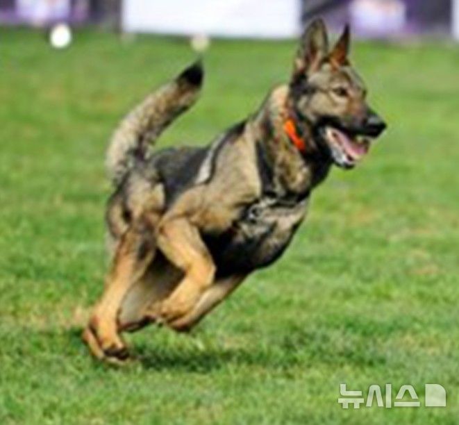 [서울=뉴시스]'자립 강조' 中, 자국 경찰견 '쿤밍견' 투입 확대 (사진 = 중국 CCTV 캡처)