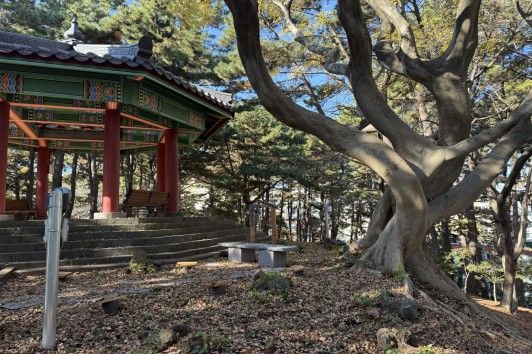 [제주=뉴시스] 제주시 연동 삼무공원에서 발견된 수령 100년가량의 팽나무 연리목. (사진=제주시 제공) *재판매 및 DB 금지