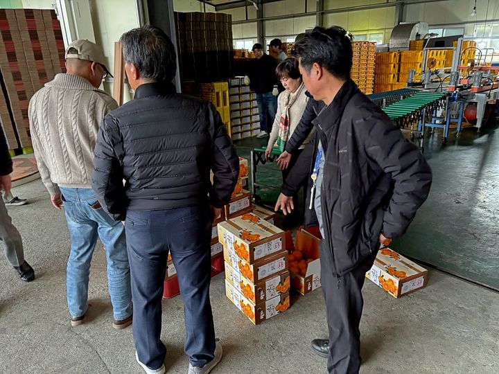 [서귀포=뉴시스] 20일 서귀포시 관내 선과장에서 비상품 감귤 불법 유통 야간·주말 특별 단속반이 단속 활동을 벌이고 있다. (사진=서귀포시 제공) 2025.12.22. photo@newsis.com *재판매 및 DB 금지