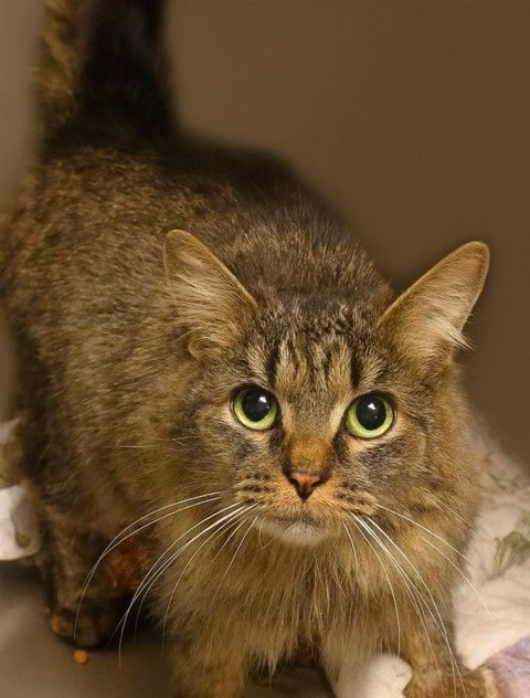 [서울=뉴시스] 지난해 미국 남동부를 강타한 허리케인으로 실종됐던 고양이가 443일만에 가족과 재회했다.(사진출처 에이버리동물협회 페이스북)2025.12.22