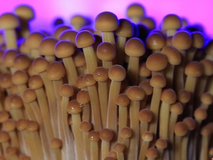 [세종=뉴시스] 팽이버섯 '아람'은 아시아에서 선호하는 황금색 외관과 함께 폴리페놀과 가바(GABA) 함량이 높다. (사진 = 농림축산식품부 제공) 2025.12.22.&nbsp; *재판매 및 DB 금지