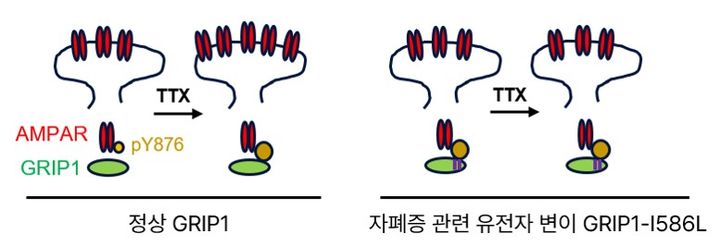 자폐증 신경가소성 연구 내용 사진. (사진=한국뇌연구원 제공) 2025.12.22. photo@newsis.com *재판매 및 DB 금지