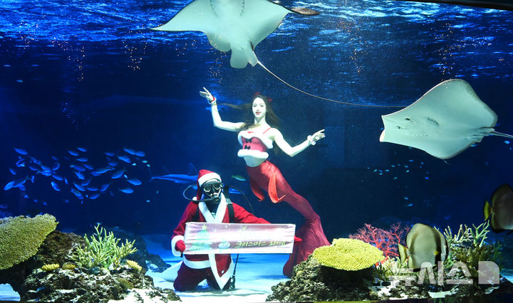 [수원=뉴시스] 김종택 기자 = 22일 경기 수원시 영통구 아쿠아플라넷 광교에서 산타 복장을 한 아쿠아리스트가 크리스마스 인사를 하고 있다. 2025.12.22. jtk@newsis.com