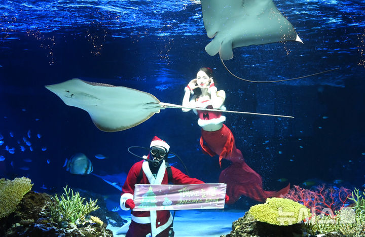 [수원=뉴시스] 김종택 기자 = 22일 경기 수원시 영통구 아쿠아플라넷 광교에서 산타 복장을 한 아쿠아리스트가 크리스마스 인사를 하고 있다. 2025.12.22. jtk@newsis.com