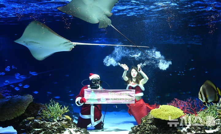 [수원=뉴시스] 김종택 기자 = 22일 경기 수원시 영통구 아쿠아플라넷 광교에서 산타 복장을 한 아쿠아리스트가 크리스마스 인사를 하고 있다. 2025.12.22. jtk@newsis.com