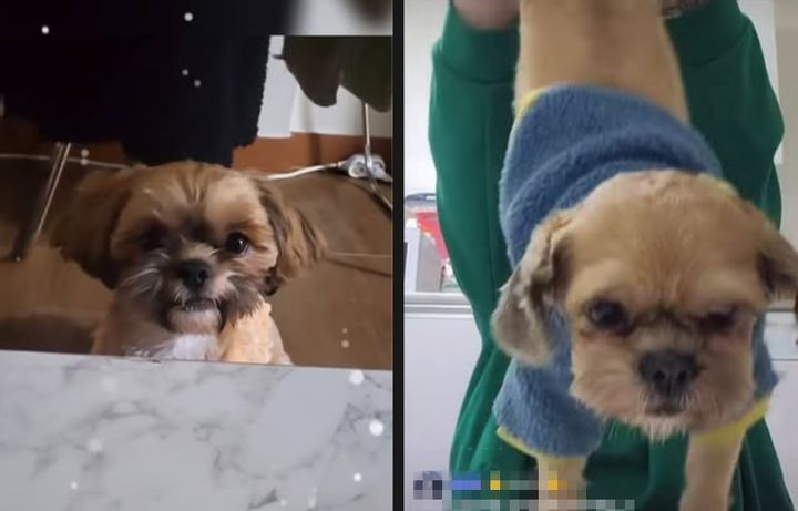 [뉴시스]왼쪽 사진은 강아지가 학대를 당하기 전의 모습. 오른쪽 사진에서 학대범은 강아지의 뒷 다리를 들어 잡아당기고 있다. (사진 = 스레드 캡처) *재판매 및 DB 금지