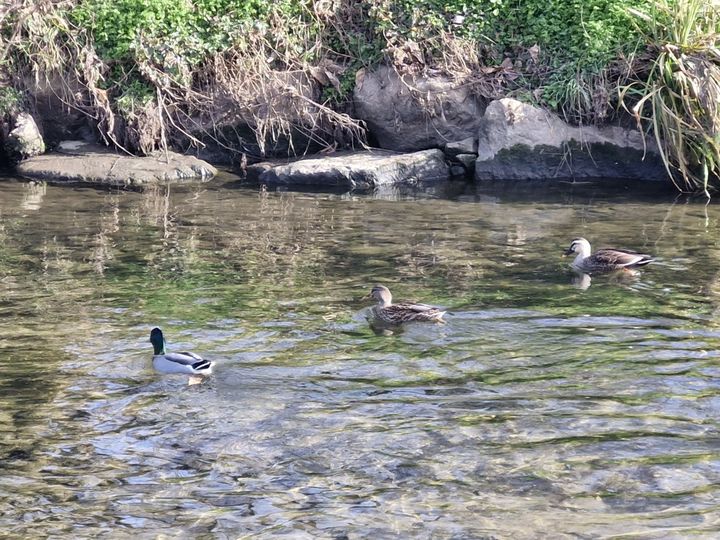 [인천=뉴시스] 인천 연수구 승기천. (사진=연수구 제공) 2025.12.23. photo@newsis.com *재판매 및 DB 금지