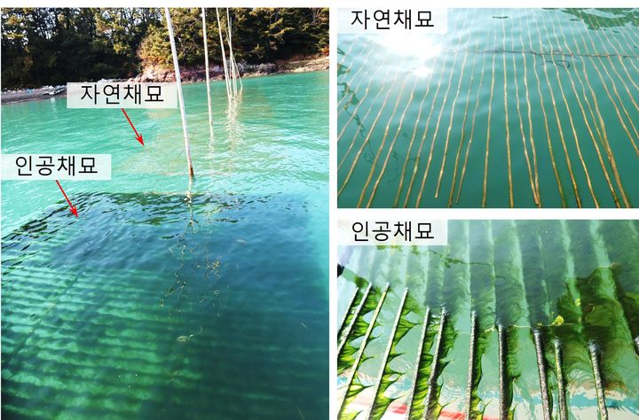 [부산=뉴시스] 인공채묘와 자연채묘 양식 현장실증. (사진=국립수산과학원 제공) 2025.12.23. photo@newsis.com *재판매 및 DB 금지