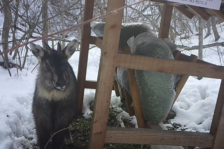 [대구=뉴시스] 무인센서카메라에 포착된 산양. (사진=대구지방환경청 제공) 2025.12.23. photo@newsis.com *재판매 및 DB 금지