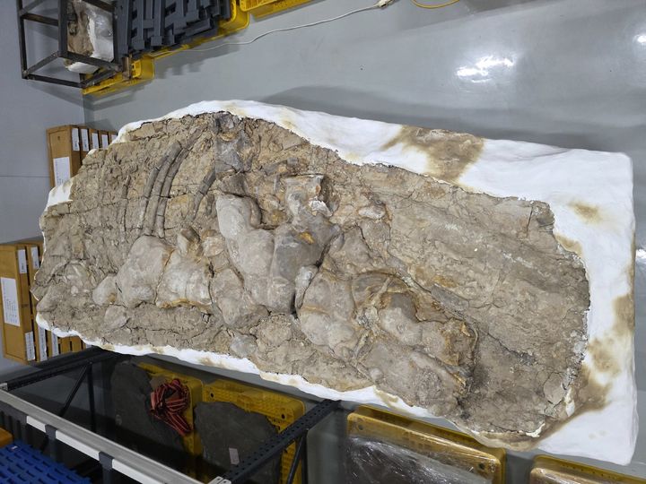 [서울=뉴시스] 포항 신생대 두호층 고래화석 (사진=국가유산청 제공) 2025.12.24. photo@newsis.com *재판매 및 DB 금지