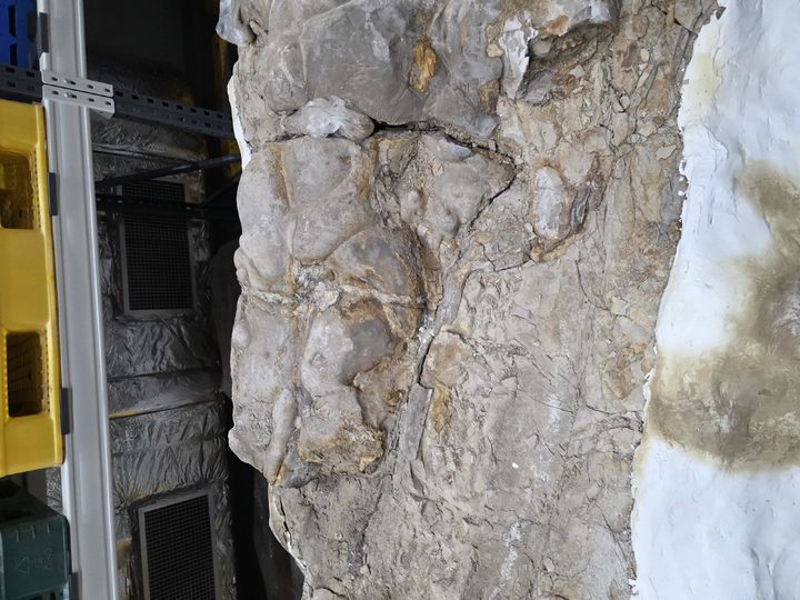 [서울=뉴시스] 포항 신생대 두호층 고래화석 (사진=국가유산청 제공) 2025.12.24. photo@newsis.com *재판매 및 DB 금지