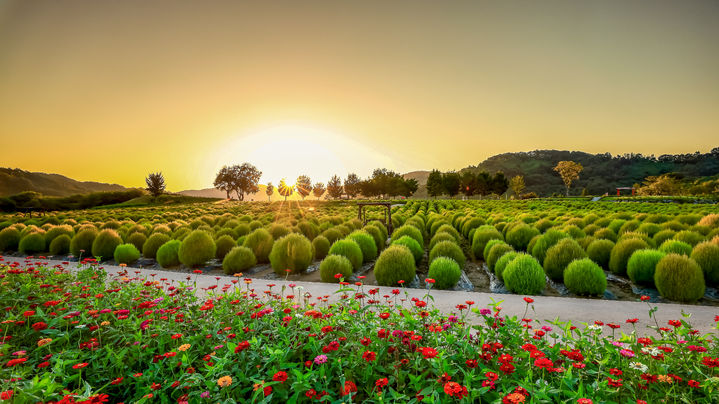 [연천=뉴시스] 임진강 댑싸리정원. (사진=뉴시스 DB). photo@newsis.com *재판매 및 DB 금지