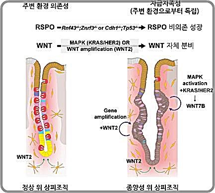 [대전=뉴시스] 정상 위 조직과 종양성 위 조직에서의 성장신호 조절방식의 차이. 정상 위 조직(왼쪽)에서는 위 상피세포가 성장과 유지를 위해 필요한 신호를 주변 미세환경으로부터 공급받지만 종양성 위 조직에선 암세포가 성장에 필요한 신호를 주변 환경에 의존하지 않고 스스로 활성화할 수 있는 돌연변이를 획득한다.(사진=IBS 제공) *재판매 및 DB 금지