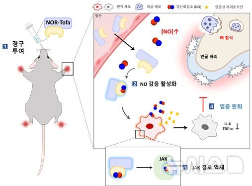 [포항=뉴시스] 송종욱 기자 = 스마트 일산화질소(NO) 감응 야누스카이네이즈(JAK) 억제제를 통한 표적 류마티스 관절염 치료 모식도. (사진=포스텍 제공) 2025.12.24. photo@newsis.com