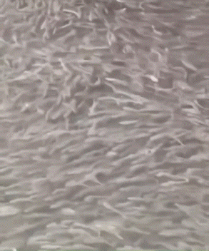 [뉴시스] 일본 오사카의 대표적인 관광지인 도톤보리강에서 정체를 알 수 없는 물고기 무리가 한꺼번에 나타나 현지에서 화제가 되고 있다. (사진='X' 캡처) *재판매 및 DB금지 *재판매 및 DB 금지