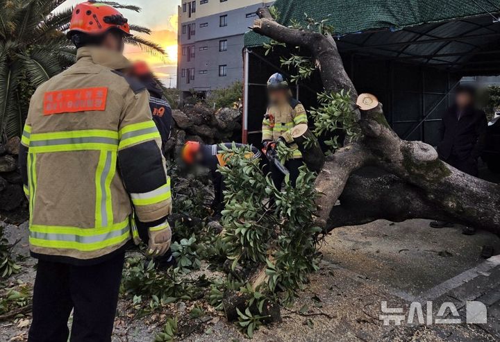 [제주=뉴시스] 강풍주의보가 내려진 26일 오전 제주 서귀포시 하효동에서 강풍에 의해 나무가 쓰러져 소방당국이 수습에 나서고 있다. (사진=제주소방안전본부 제공) 2025.12.26. photo@newsis.com