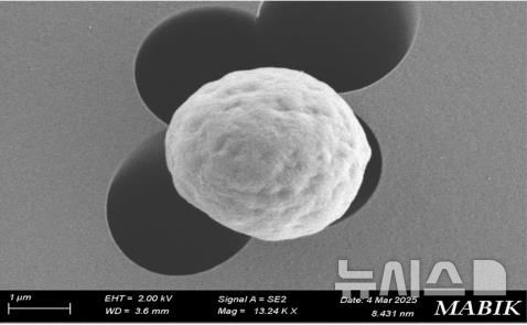 [서울=뉴시스] 미크로나스테스 호모스페라 MHSC24의 전자현미경 관찰 사진.(1만3000배 확대 모습)