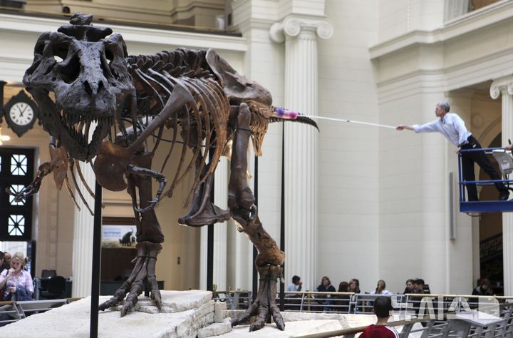 [시카고=AP/뉴시스]시카고 필드 박물관의 화석 척추동물 컬렉션 매니저인 빌 심슨이 2010년 5월12일 시카고 필드 박물관에 전시된 티라노사우루스 '수' 화석의 먼지를 제거하기 위해 손을 뻗고 있다. 2010.05.12.