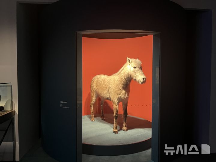 [서울=뉴시스] 국립민속박물관 기획전시실 2에서 열리는 2026년 병오년 말띠해 특별전 '말馬들이 많네-우리 일상 속 말'에 전시된 조랑말 박제 (사진=국립민속박물관 제공) 2025.12.26.suejeeq@newsis.com