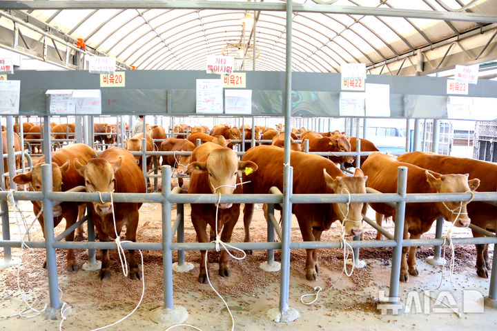 [나주=뉴시스] 나주 영산포에 위치한 나주 가축시장 전경. (사진=나주시 제공) photo@newsis.com *재판매 및 DB 금지