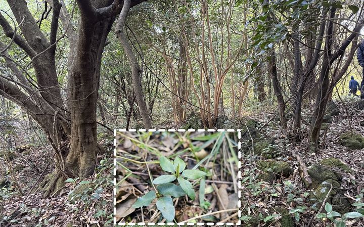 [제주=뉴시스] 제주곶자왈공유화재단이 올해 매입한 제주시 조천읍 선흘리 곶자왈 지역의 제주고사리삼 자생군락지 모습. (사진=제주곶자왈공유화재단 제공) 2025.12.28. photo@newsis.com *재판매 및 DB 금지