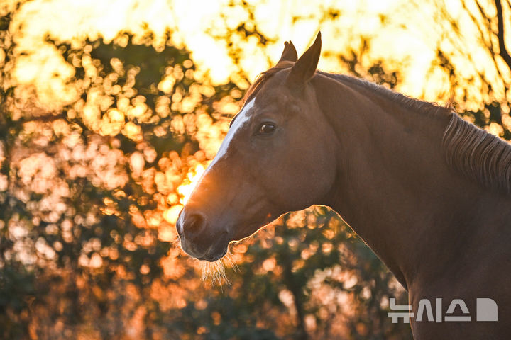 [나주=뉴시스] 이영주 기자 = 2026년 병오년 말의 해를 나흘 앞둔 28일 오전 전남 나주시 한 승마장에서 한 말이 일출을 배경으로 서있다. 2025.12.28. leeyj2578@newsis.com