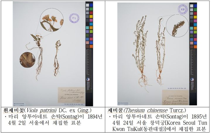 [세종=뉴시스]130년 전 서울에서 채집된 식물표본.(사진=국립생물자원관 제공) *재판매 및 DB 금지
