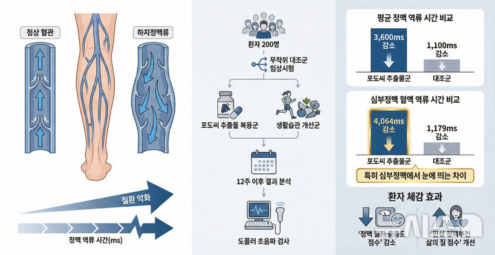 [용인=뉴시스]포도씨 추출물 하지정맥류 개선 효과 연구 체계도(사진=용인세브란스병원 제공)2025.12.29.photo@newsis.com