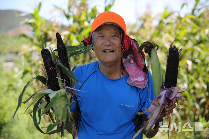 [포항=뉴시스] 김순권 전 한동대학교 석좌교수가 자신이 개발한 '한동 블랙콘 하이브리드 옥수수'를 들고 환하게 웃고 있다. (사진=한동대 제공) 2025.12.29. photo@newsis.com
