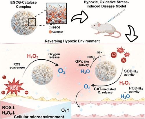 [서울=뉴시스] 저산소 및 산화스트레스 조절 나노플랫폼 개념도. (사진=중앙대 제공) 2025.12.29. photo@newsis.com *재판매 및 DB 금지