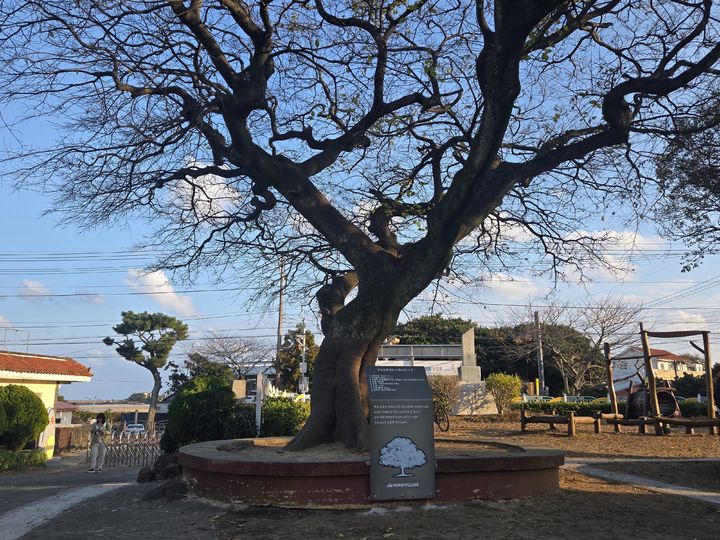 [제주=뉴시스] 제주교육청 첫 '아름다운 나무'로 지정된 표선초등학교 팽나무. (사진=제주교육청 제공) *재판매 및 DB 금지