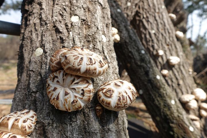 [대전=뉴시스] 전남 장흥의 표고버섯 생산현장.(사진=산림청 제공) *재판매 및 DB 금지