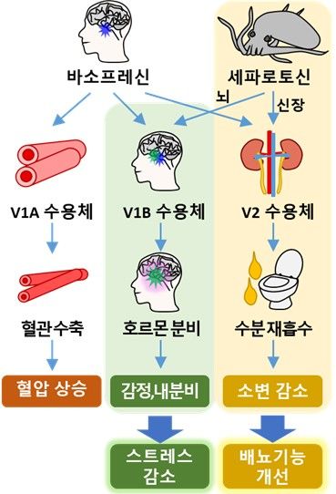 세파로토신의 효능과 작용 원리. (사진=국립해양생물자원관 제공) *재판매 및 DB 금지