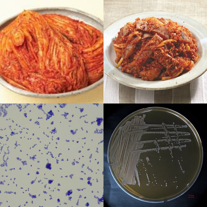 [서울=뉴시스] 식품의약품안전처는 농촌진흥청과 함께 김치, 장류 등 우리 전통발효식품에서 유래한 유산균 2종을 식품원료 목록에 등재, 다양한 발효식품 개발을 지원한다고 밝혔다. 페디오코커스 이노피나투스(유산균목)의 분리원(기원식품) 2종, 집락, 세포염색의 모습(왼쪽 위에서부터 시계방향) (사진=식약처 제공) 2025.12.30. photo@newsis.com *재판매 및 DB 금지